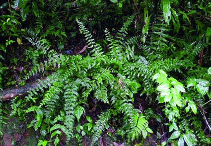 Phytotaxa's tweet image. Monograph  Synoptic Revision of Aspleniaceae (#Asplenium, Hymenasplenium) of #Rwanda
---A key to all Aspleniaceae recorded from Rwanda is provided, and representative specimens from Rwanda are cited.
phytotaxa.mapress.com/pt/issue/view/…
#Taxonomy