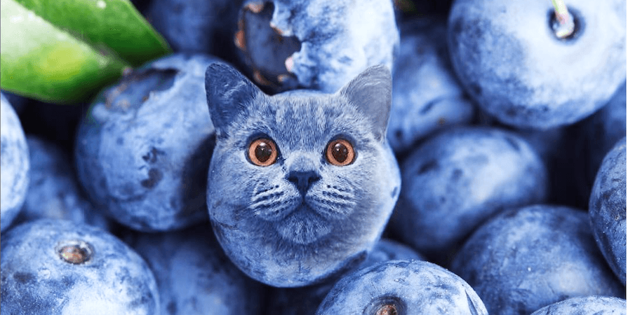 cats if they were a blueberries