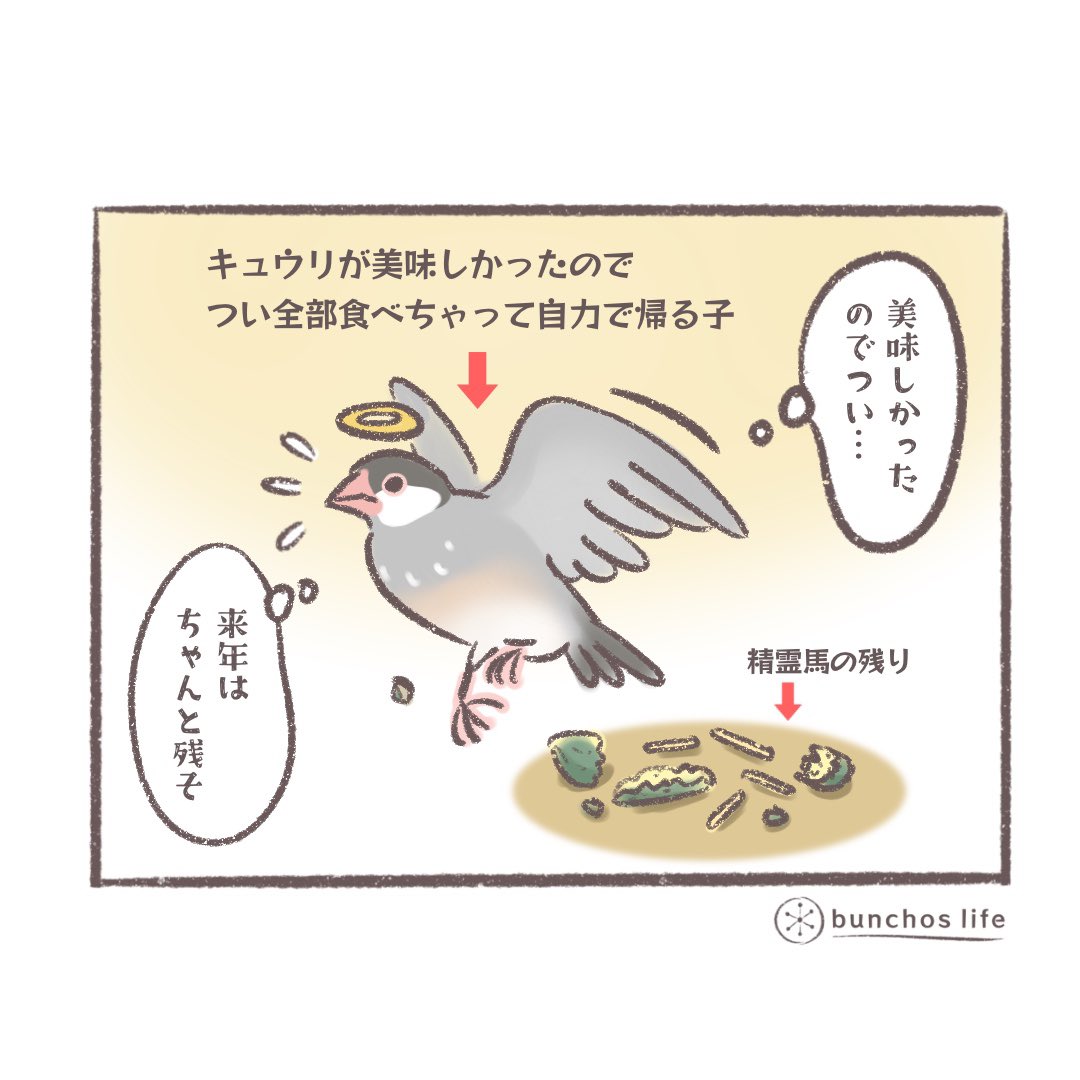 追加で精霊馬を全部食べちゃった子🤭
少し遅れるかも知れないけど待っててね!
#文鳥 
#おぼん 
