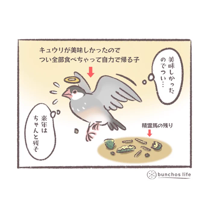 追加で精霊馬を全部食べちゃった子🤭
少し遅れるかも知れないけど待っててね!
#文鳥 
#おぼん 