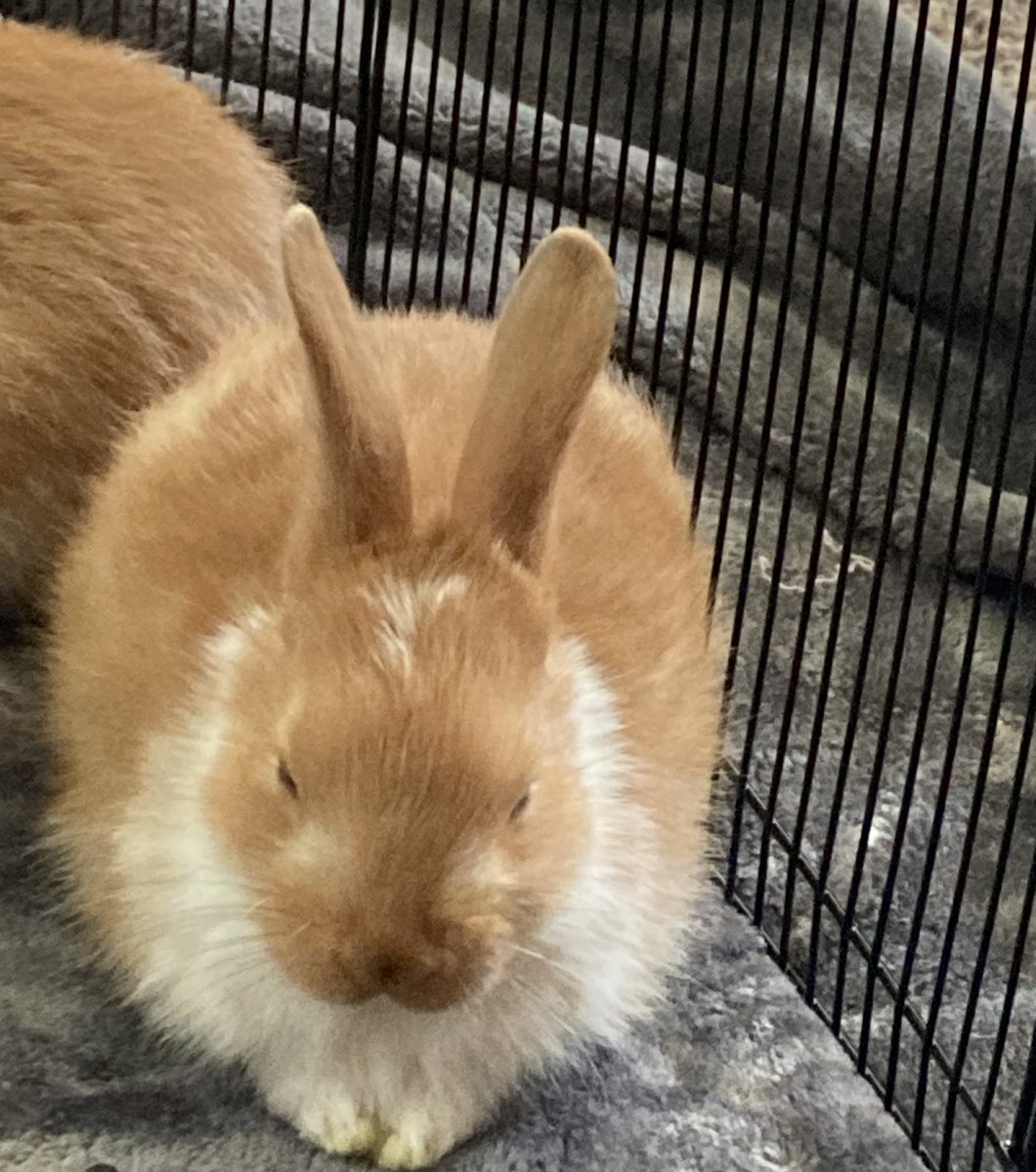 UnderratedTears's tweet photo. I just realized I’m on a quest to follow everyone-
I just realized I have to follow accounts I don’t want to follow but yknow what I gotta finish the challenge sooo.
Anyway take a rabbit https://t.co/7rSBnvIWRI