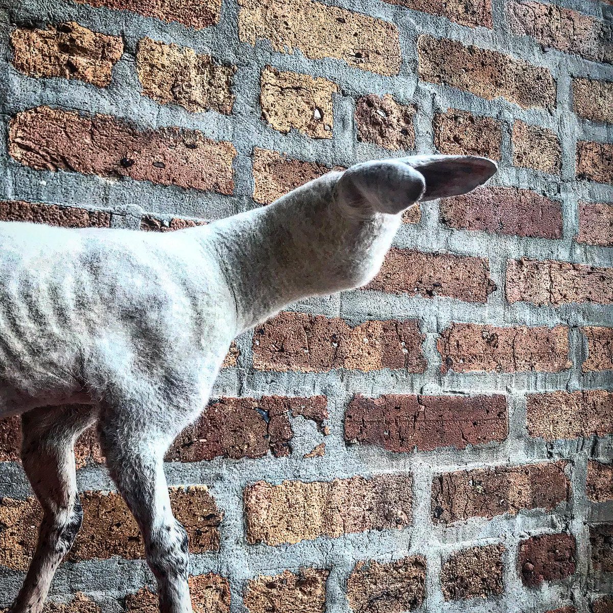 Kairo_Anatomika's tweet photo. This is one of those things I've always wanted to see in person. It's a taxidermy stillborn lamb owned by Woolly Mammoth, a store in chicago.

It was born like this. 

I keep wondering if there was a partial skull in there and the bones of the face never developed. https://t.co/ZbAB8TqeXX