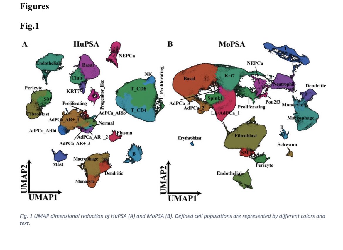 #prostatecancer #singlecell #Bioinformatics preprint alert! Please check out our newest manuscript which integrated human and mouse scRNAseq data to reveal PCa heterogeneity. It is very cool!