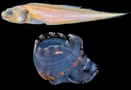 Zootaxa's tweet photo. #Newspecies of Monomitopus (#Ophidiidae) from Hawaiʻi, with the description of a larval coiling behavior
https://t.co/Jchc9mPbRt
#taxonomy https://t.co/LfyXCeXV4u