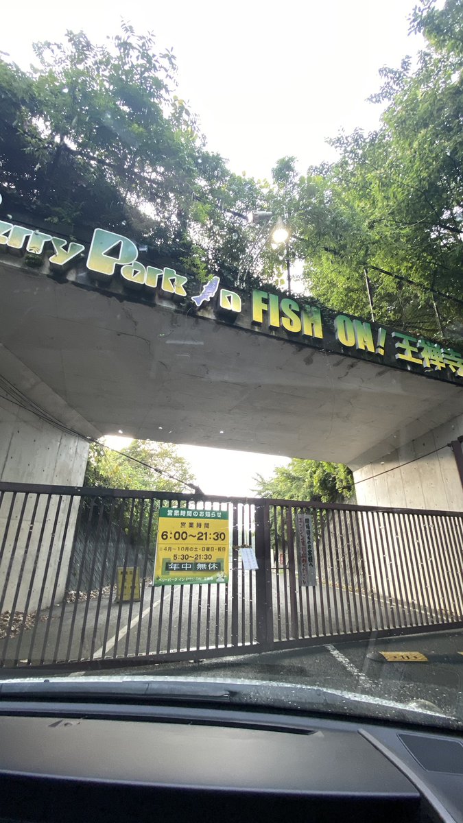 P_iii's tweet photo. 朝早く目が覚めたので思い立って王禅寺へ！
案の定人が少なく魚の活性も高くて楽しめました🎣
釣れるごとに猫がものすごい勢いで魚を狙っていて癒されてたのに
神楽をロストしたのだけ辛かったです…🥺 https://t.co/uE0OQXd4wj