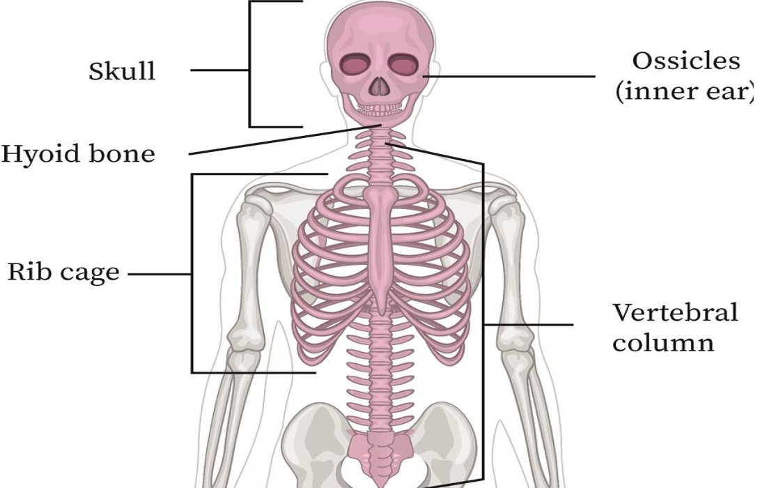 drdozellodc's tweet photo. Two Minutes of Anatomy: Axial Skeleton
Dr Donald A Ozello DC of Championship Chiropractic
#axialskeleton #skeleton #appendicularskeleton #anatomy #anamtomyandphysiology #vegas #chiropractor #skull #spine #vertebra #hyoid #ribcage #ribs #bones #facialbones https://t.co/FAb6hApLM3 https://t.co/dZdoI6bFL8