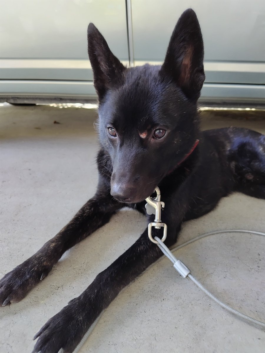 ジロ君。数日前にカエルを追いかけていて、おでこを岩に思いっきりゴツん😱その後も本人は全く気にすることもなく、色々な所に顔を突っ込んでいました😅
幸い今回は、出血もさほど無かったのですが、あと少しズレていたら眼をぶつけていたかもしれないし、また同じ事をするのではと心配💦