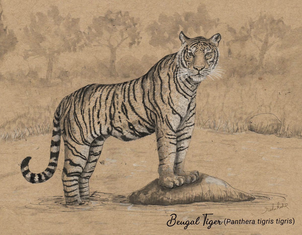 He is the king and so he should be treated. 

Happy #IndependenceDay everyone!!

Bengal Tiger
Made for Manas National Park 

#blackandwhitesketch #vintagelook #endangeredanimals #wildlifeconservation #tigerday #bengaltiger #IndiAves #TwitterNatureCommunity