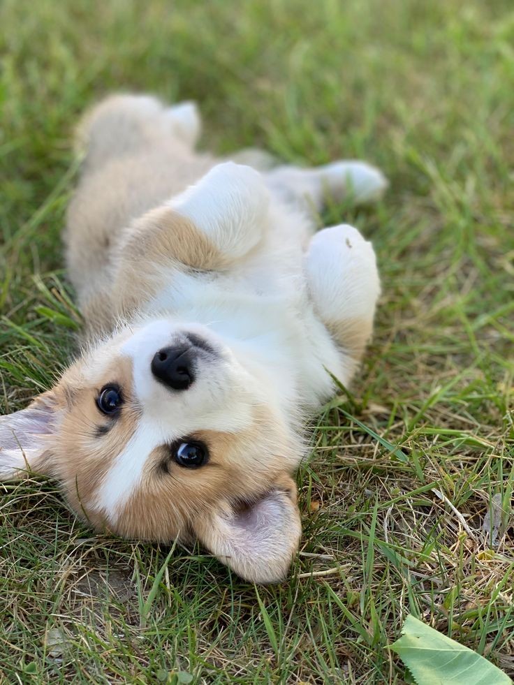 So Adorable #Corgipuppies