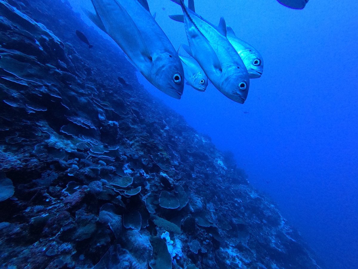 James Cook Uni (@jcu) on Twitter photo 🪸Reef surveys of the Coral Sea Marine Park have found widespread coral cover at depths approaching 100m, populated by dozens of fish species. <a href="/AndySHoey/">Andrew Hoey</a> <a href="/evacmcclure/">Eva McClure</a> <a href="/GFGalbraith/">Gemma Galbraith</a> <a href="/benjycresswell/">Ben Cresswell</a> <a href="/Parks_Australia/">Parks Australia</a>
Vid📽️👉youtu.be/4y8WSB8c434
Story📄👉shorturl.at/aJR18 🪸Reef surveys of the Coral Sea Marine Park have found widespread coral cover at depths approaching 100m, populated by dozens of fish species. <a href="/AndySHoey/">Andrew Hoey</a> <a href="/evacmcclure/">Eva McClure</a> <a href="/GFGalbraith/">Gemma Galbraith</a> <a href="/benjycresswell/">Ben Cresswell</a> <a href="/Parks_Australia/">Parks Australia</a>
Vid📽️👉youtu.be/4y8WSB8c434
Story📄👉shorturl.at/aJR18