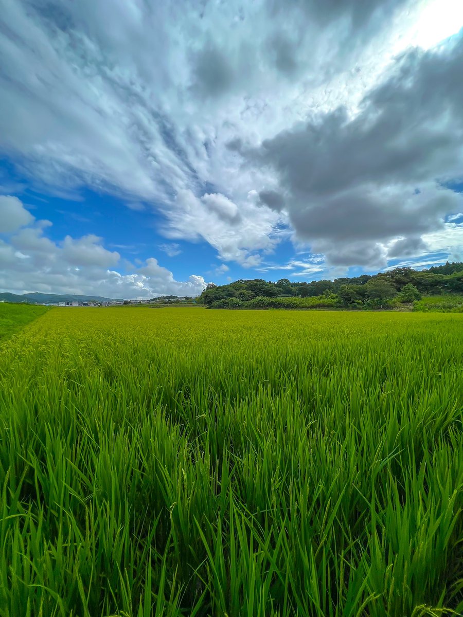 rockfishs's tweet photo. .
. 
イマソラ
.
田園風景🌾
.
田舎風景
.
.
#イマソラ 
#rifu 
#田園風景 
#田舎風景
#癒し 
#風景写真 
#カメラ好きな人と繫がりたい https://t.co/N1gSugGxhG