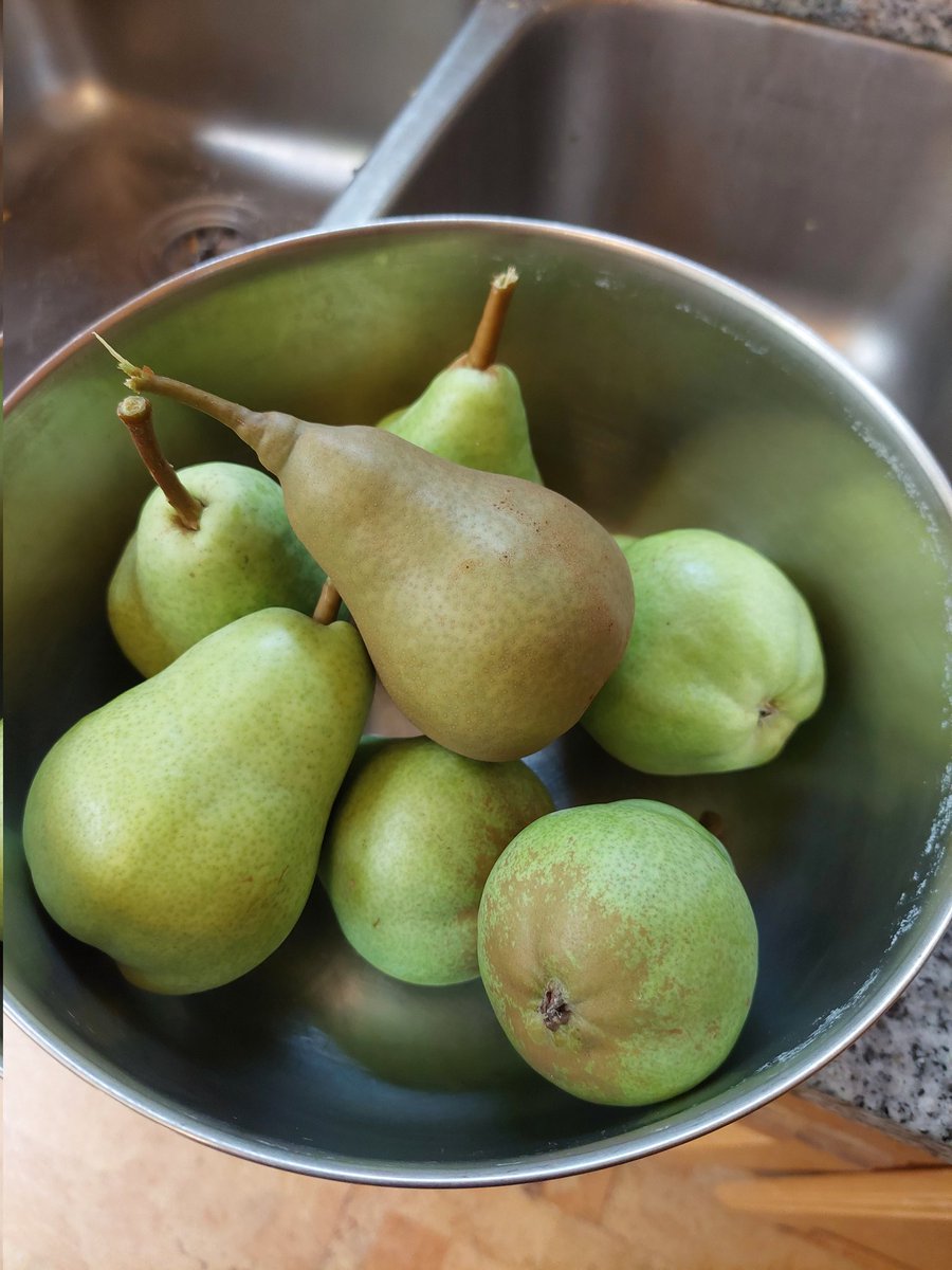 This is the most pears I've gotten off my tree yet!