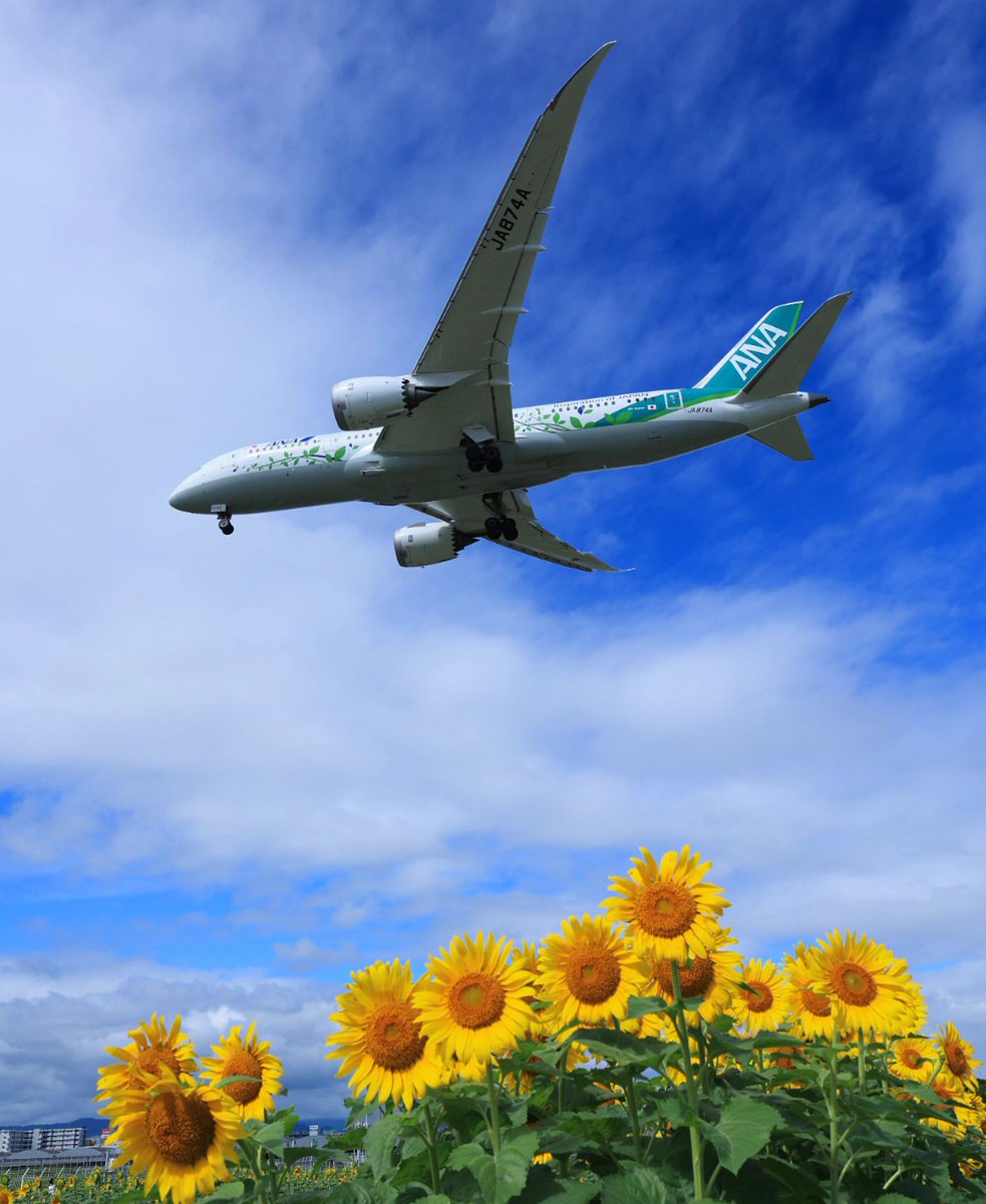 FlyANA_official's tweet image. Nothing like a row of sunflowers to have us on cloud 9 🌤️✈️🌻 💙

📷: Thank you to IG user fly_away_takkun for the great photo!
#Regram #FlyANA #AllNipponAirways