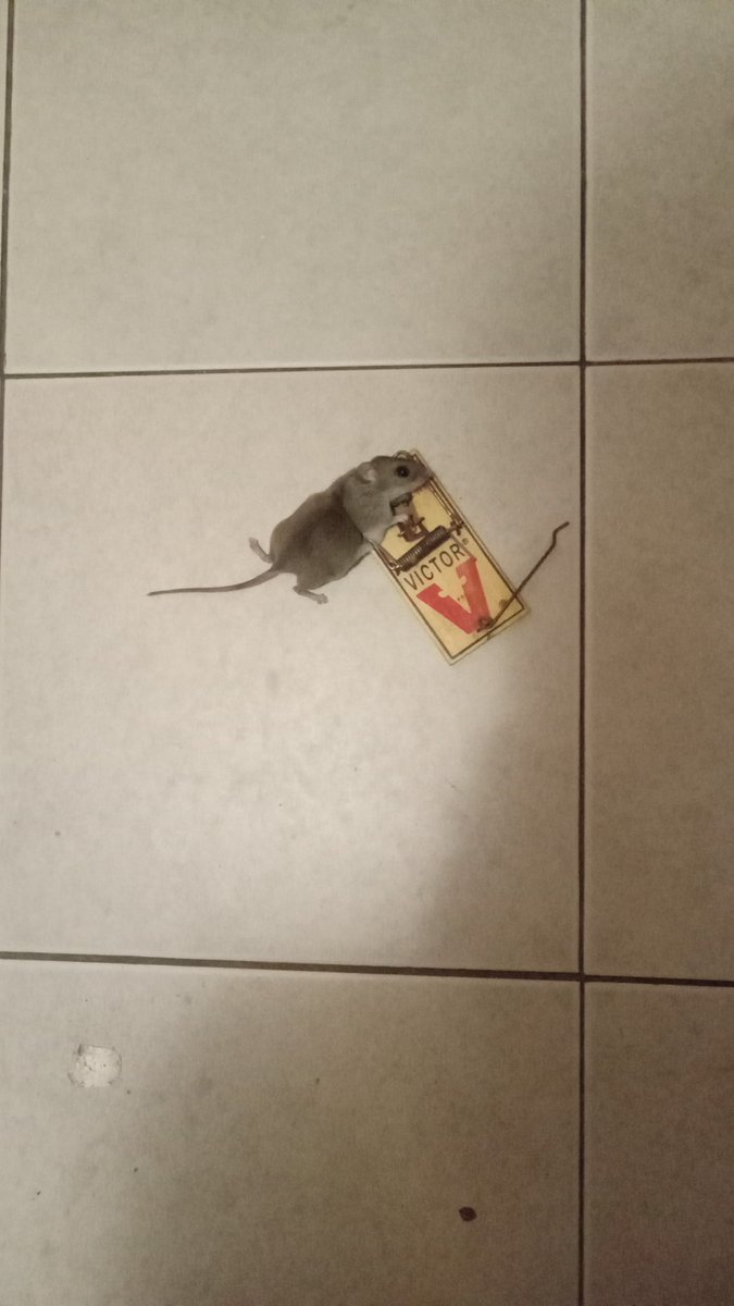 Foxymatthew9's tweet photo. @JRwunder @TheEconomist Want a snack? Free mouse turds https://t.co/c5v1aTnci5
