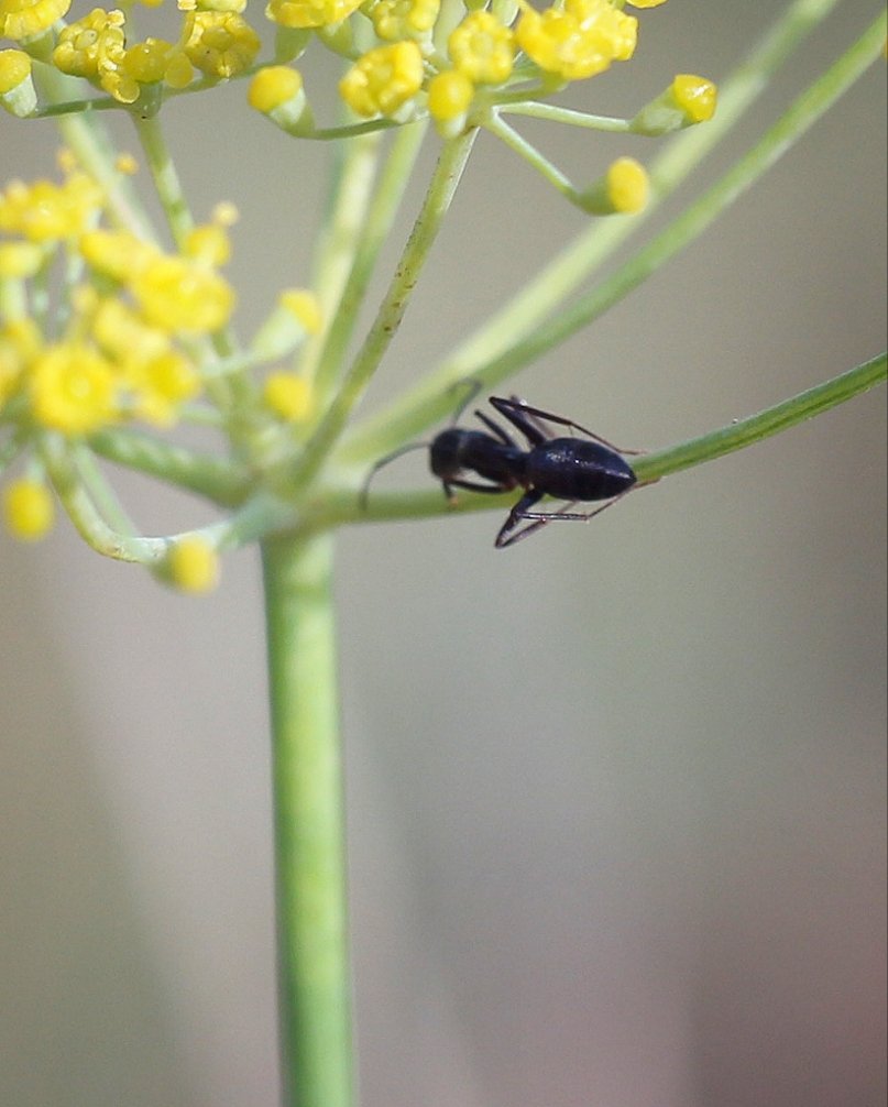 antsplan's tweet photo. A group of Camponotus worker ants feeding on fennel flower's nectar🌼🐜 #hymenoptera #camponotusforeli #eusocialinsects #myrmecology #formicinae #antivity #formicarium #polinizadores
#foeniculumvulgare #antkeeping #hormigasibericas #mirmeecologia #antsplan https://t.co/n9Zs7AtMVX