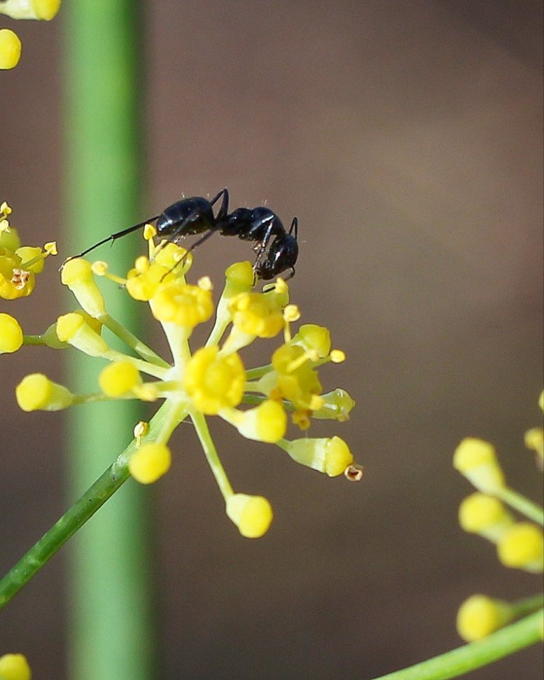 antsplan's tweet photo. A group of Camponotus worker ants feeding on fennel flower's nectar🌼🐜 #hymenoptera #camponotusforeli #eusocialinsects #myrmecology #formicinae #antivity #formicarium #polinizadores
#foeniculumvulgare #antkeeping #hormigasibericas #mirmeecologia #antsplan https://t.co/n9Zs7AtMVX