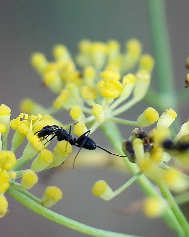 A group of Camponotus worker ants feeding on fennel flower's nectar🌼🐜 #hymenoptera #camponotusforeli #eusocialinsects #myrmecology #formicinae #antivity #formicarium #polinizadores
#foeniculumvulgare #antkeeping #hormigasibericas #mirmeecologia #antsplan