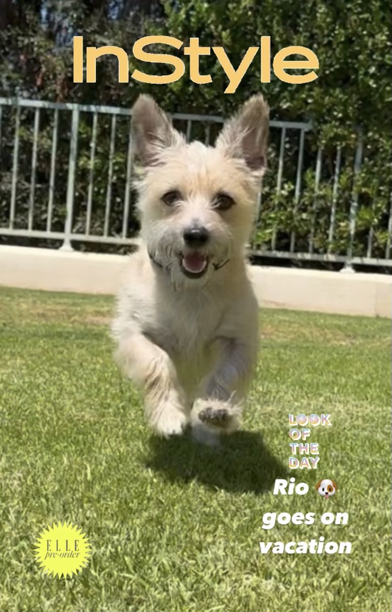 movinpaws's tweet photo. It’s official… Rio is on vacation! Enjoying a fab stay-cay at Camp Alison’s @movinpaws #movinpaws #dogboarding https://t.co/VhjRcySc2v