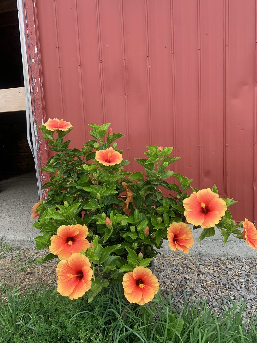 Hibiscus at our horse barn <a href="/BurnbraeFarms/">Burnbrae Farms</a>