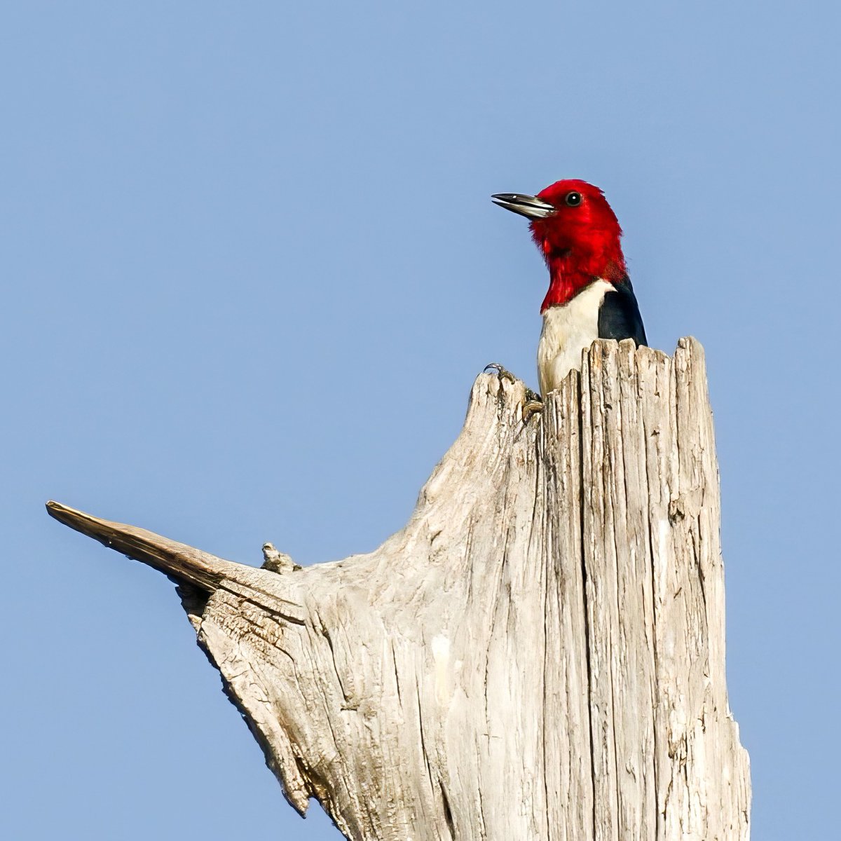 For your entertainment pleasure. Here's . . . Woody!
Compliments of Riverbend Outfitters in Historical Jefferson, Texas