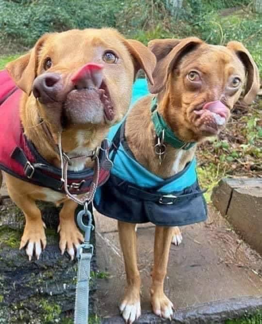 we know we are not perfect this is the reason no one like us
#dogs #dogsarelove #Doglovers_26 #Dogsarefamily #DogsofTwittter #DOGS100 #UnitedStates #puppies