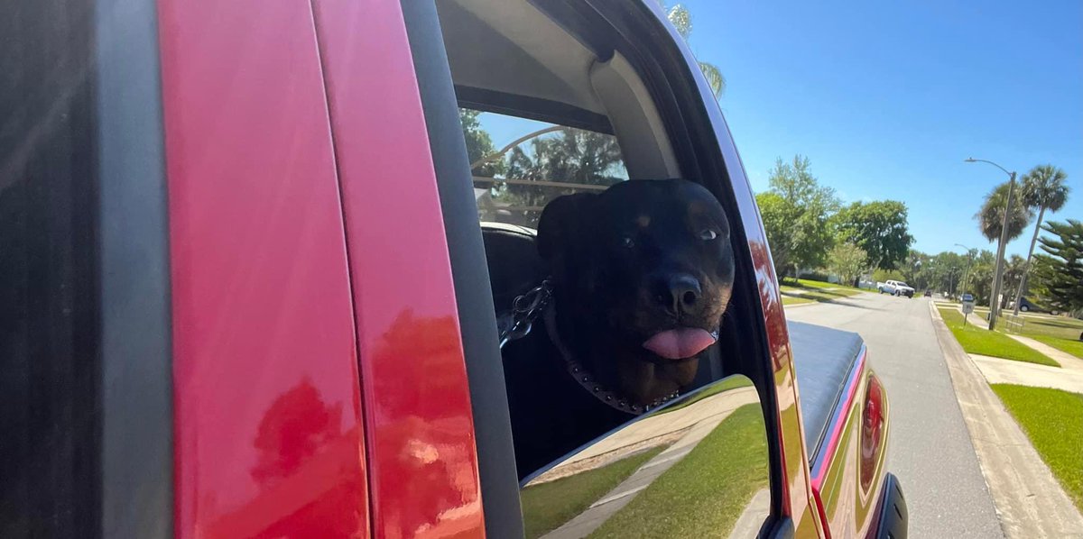 Yeah!!!! Truck ride!!!! Tongue out Tuesday Eve! #Dogs #Rottweilers #DodgeRam