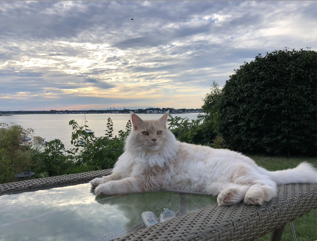 SurfSkiWeather's tweet image. off the charts sunset texture beauty 8/14/23
this is a tiny sample - more in OTD in the AM
#Weymouth #MaineCoonCat #CloudPhysics