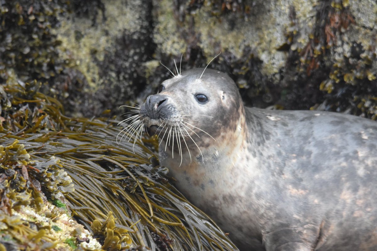 BillyWildlfe's tweet photo. I had a great time at the Isle of May last Monday, (even though almost all the seabirds had left for the year), I was still able to see a few of them including some SEALS! Here are some of my favourite photos from the trip! https://t.co/kUzwvn1R2I
