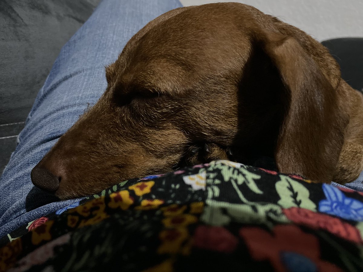 Ellie Ramírez-Cámara tweet media