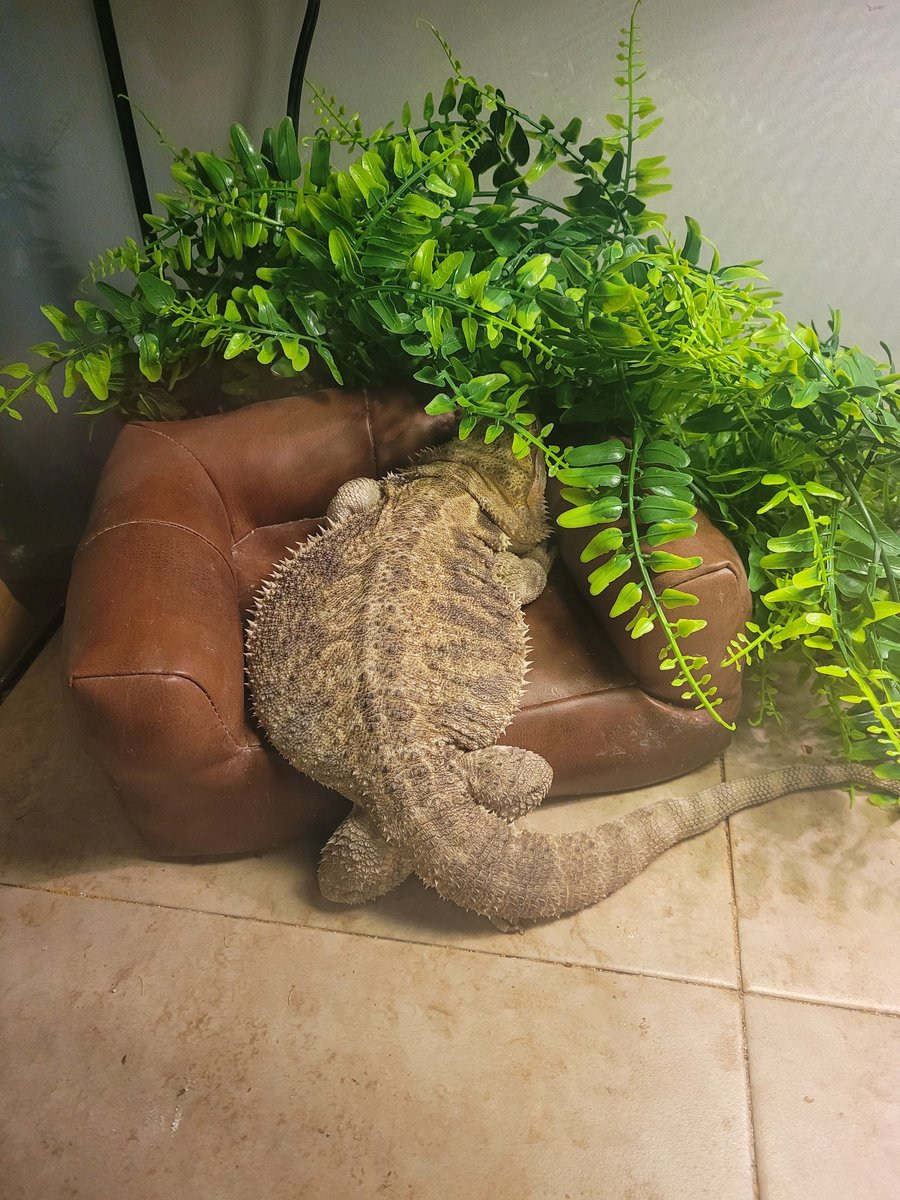 Storme_cloud's tweet image. Y'all #WorldLizardDay and Queen Pancake is like... y'all am I really vibin?!