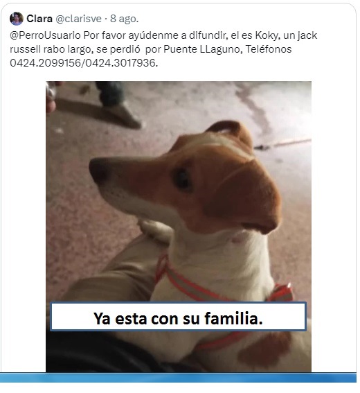 clarisve's tweet photo. @PerroUsuario @JackRussellVzla Ya Koky esta con su familia, gracias a todos por difundir. https://t.co/qlghe2bFEp