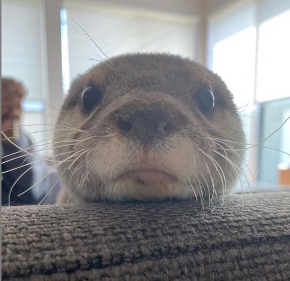beckerrjon's tweet photo. heard you haven’t started learning rust yet

wat giv? https://t.co/y6mefrV6kc