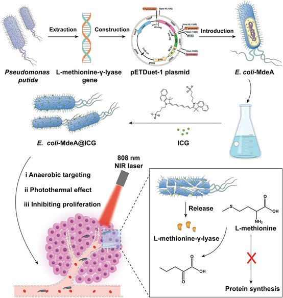Our work has advanced the development of engineered bacteria to combat tumors!
Check out our work “Photothermal lysis of engineered bacteria to modulate amino acid metabolism against tumors.” in Adv. Funct. Mater. @AdvSciNews <a href="/WileyGlobal/">Wiley</a>

onlinelibrary.wiley.com/doi/full/10.10…