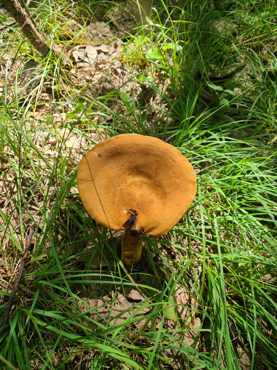 RedMothandRaven's tweet image. For #MushroomMonday some beautiful mushrooms seen this weekend on Mount Agamenticus in Maine