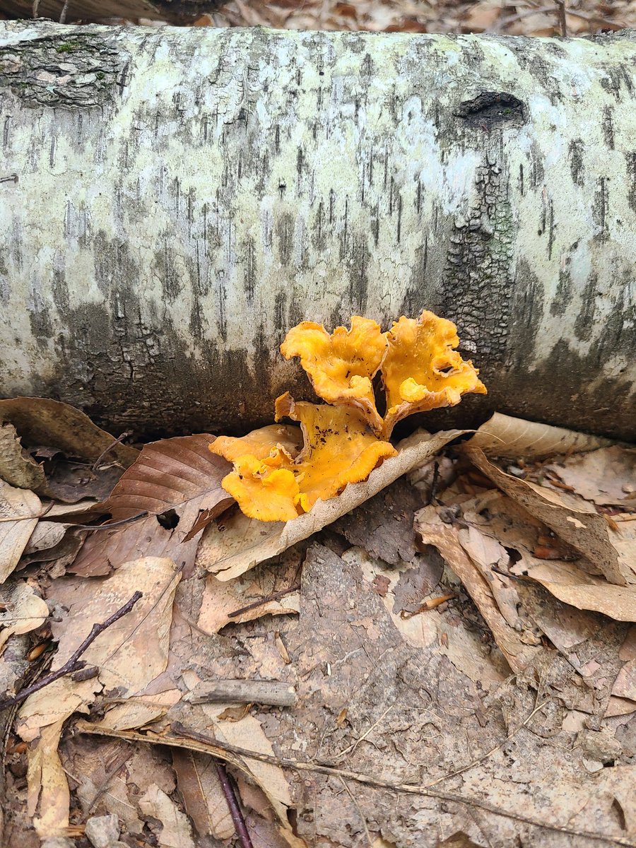 RedMothandRaven's tweet image. For #MushroomMonday some beautiful mushrooms seen this weekend on Mount Agamenticus in Maine