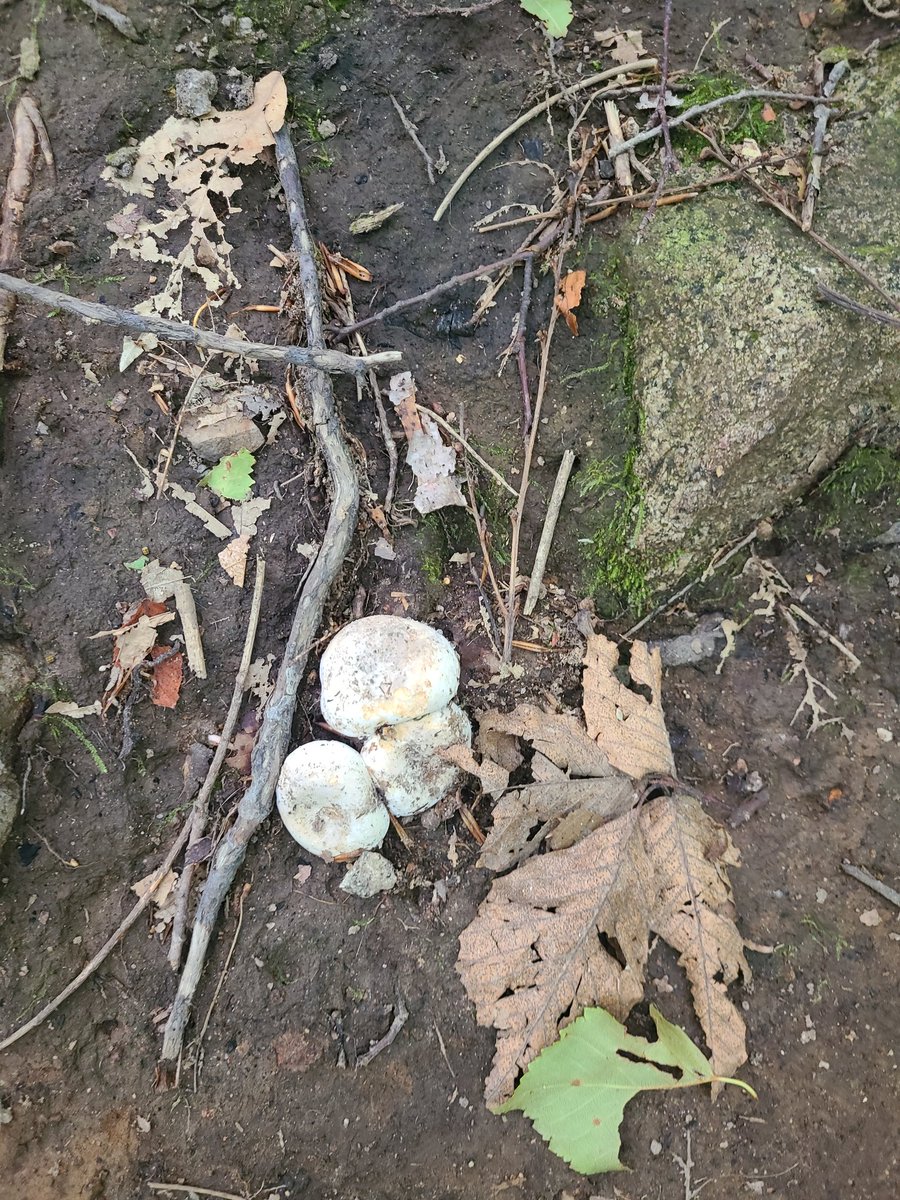 RedMothandRaven's tweet image. For #MushroomMonday some beautiful mushrooms seen this weekend on Mount Agamenticus in Maine
