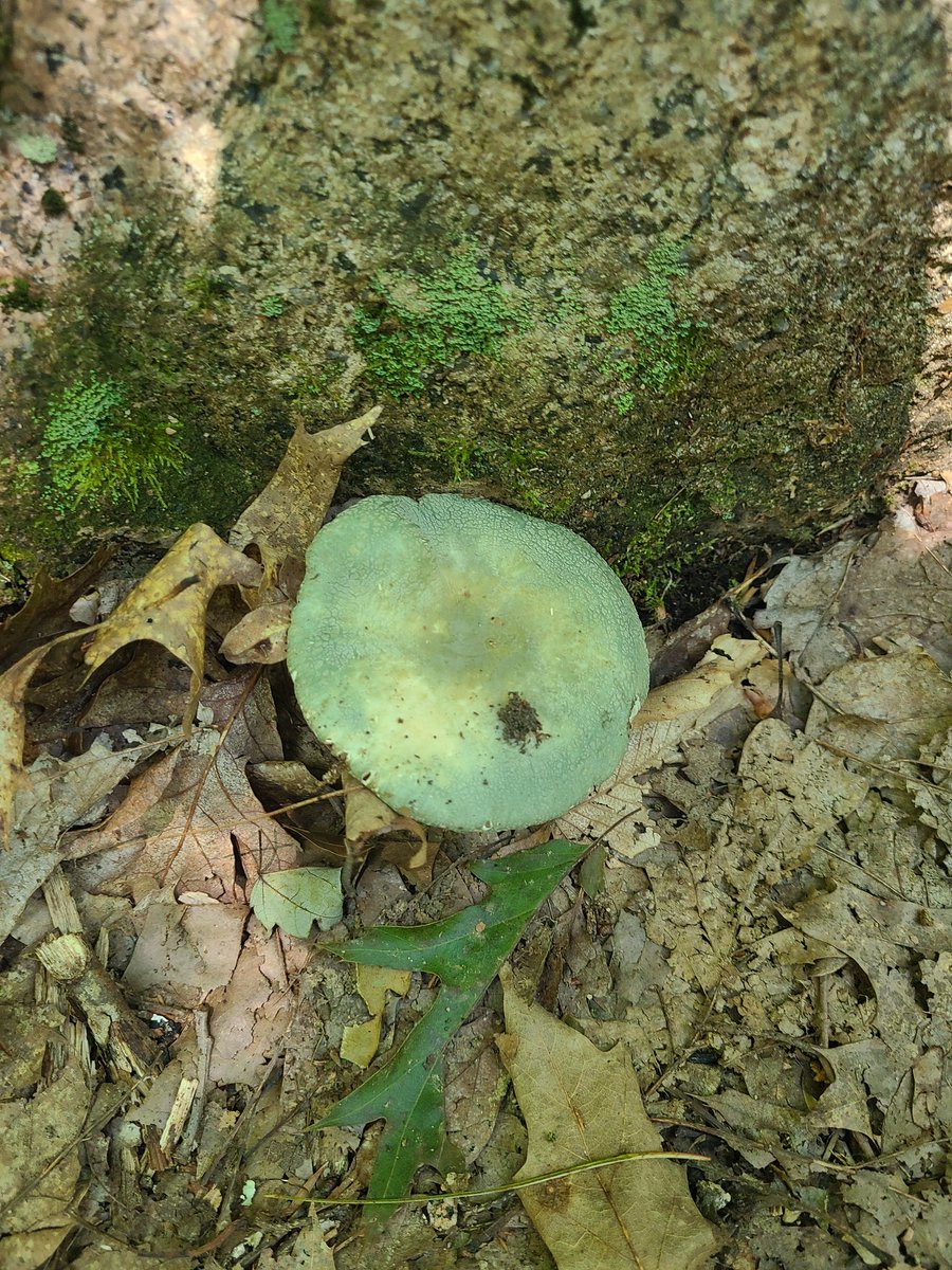 RedMothandRaven's tweet image. For #MushroomMonday some beautiful mushrooms seen this weekend on Mount Agamenticus in Maine