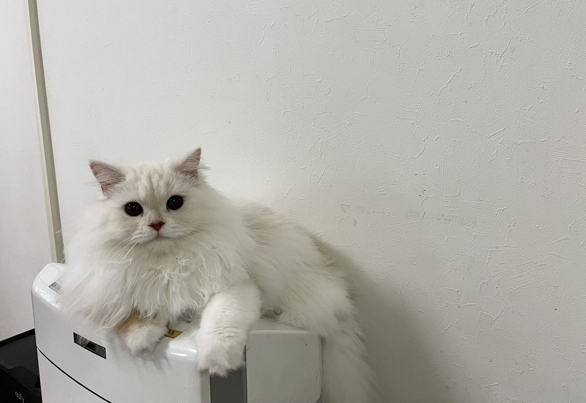 moca_tan109's tweet photo. Twitterログインエラーでずっと開けず、、
モカは変わらず元気です☺️

#猫 #スコティッシュフォールド #猫好きさんとつながりたい https://t.co/zAGVzg9niX