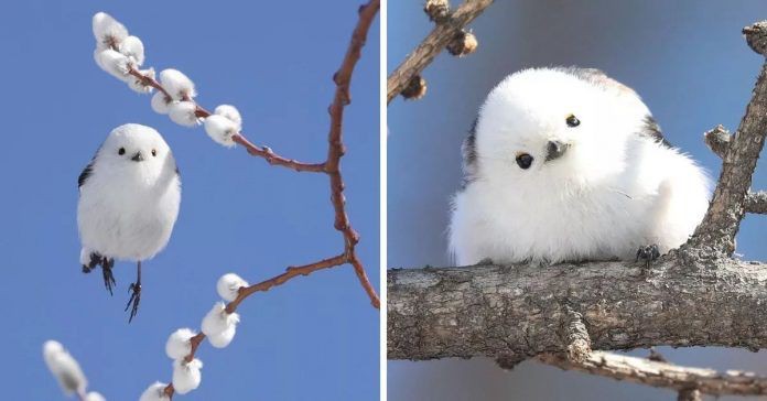 jellypastaa's tweet photo. ❄ Daily Quick Fact;

namanya shima enaga, salah satu subspesies dari long-tailed bushtit yang ditemui di hokkaido, jepang.

bentuknya kaya bola kapas, ya?

yuk, aku ajak kenalan dengan adek satu ini, untuk mengawali hari kalian :)

[thread belajar bareng] https://t.co/sxJ5tzn84v