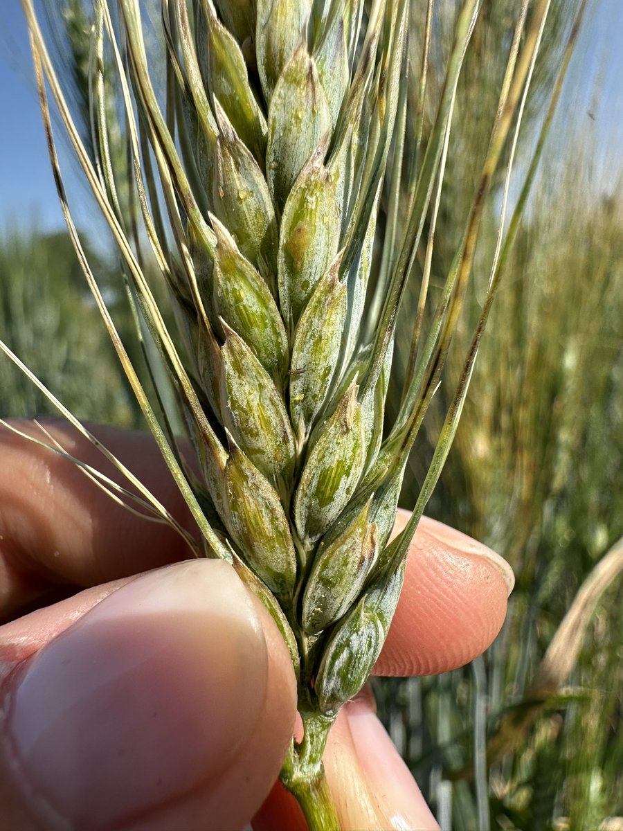 ConstanzaFleit's tweet photo. Some beautiful pics we were able to take today in our final rating here at #AAFC Lacombe, Alberta 🇨🇦 First time observing dry bacterial ooze on stems. Bacterial leaf streak and black chaff in #wheat 🌾 lines from the @CDC_USask https://t.co/dhZgdaRl43