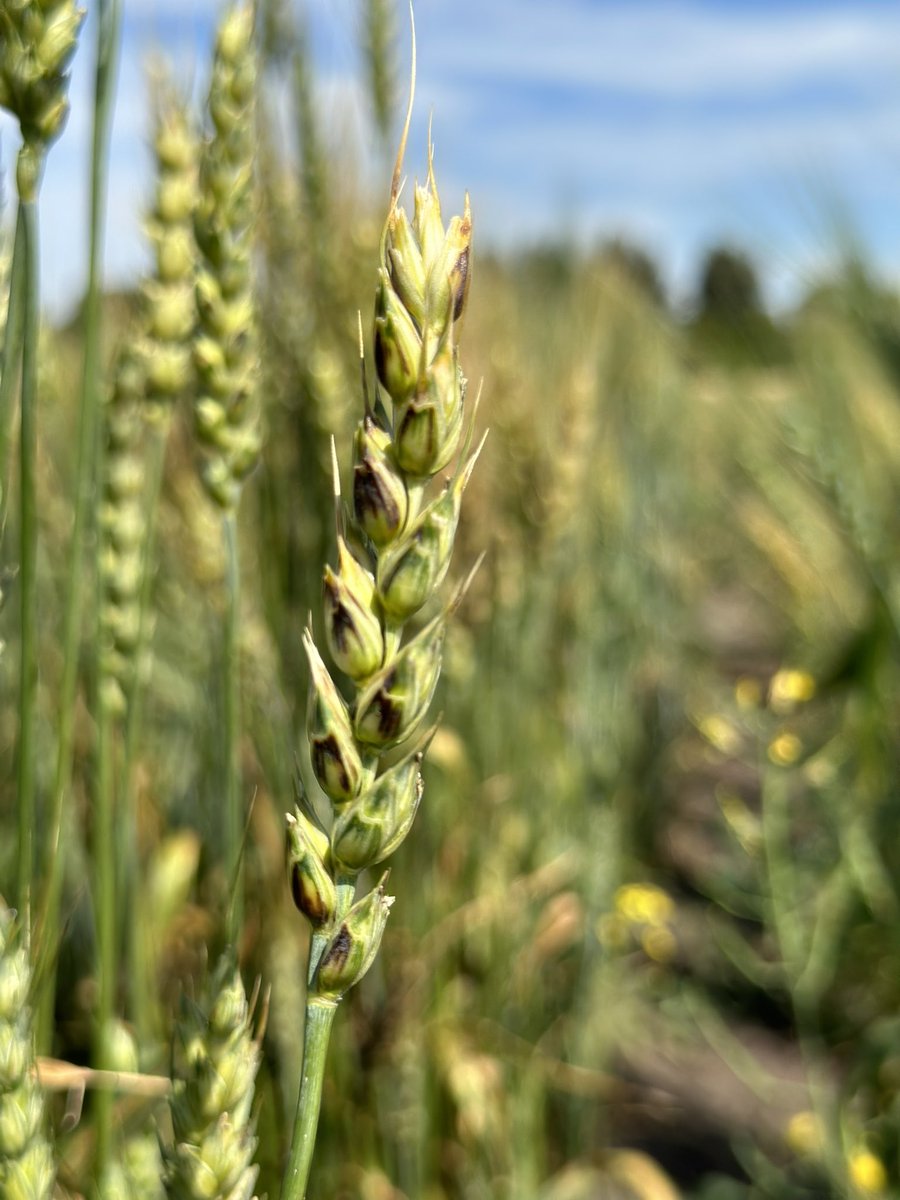 ConstanzaFleit's tweet photo. Some beautiful pics we were able to take today in our final rating here at #AAFC Lacombe, Alberta 🇨🇦 First time observing dry bacterial ooze on stems. Bacterial leaf streak and black chaff in #wheat 🌾 lines from the @CDC_USask https://t.co/dhZgdaRl43