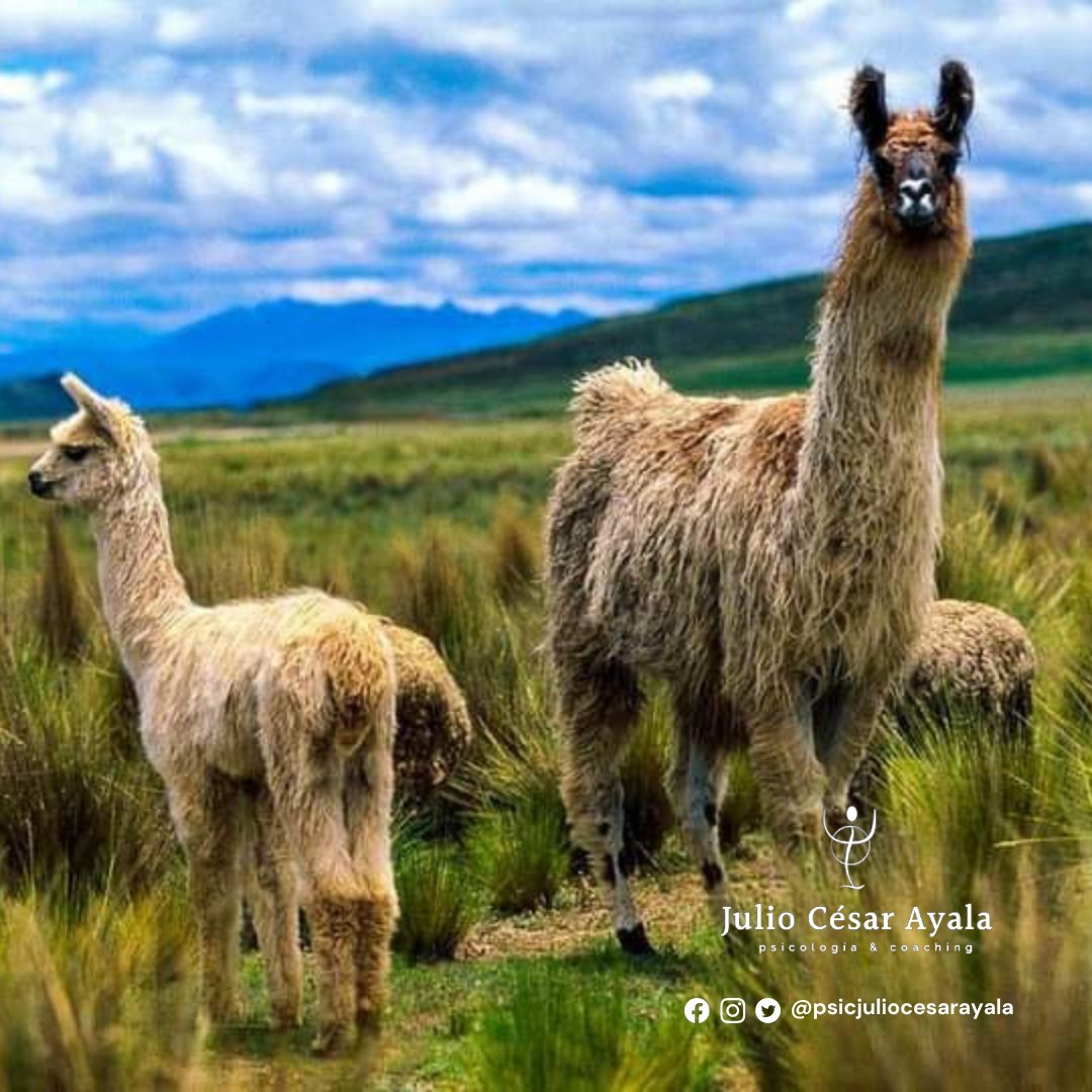 julioayala1965's tweet image. #peru🇵🇪#paisajesperu #culturaperu #goperu #goodvibes #greatday #adventure #amazing #history #naturephotography #culturephotography