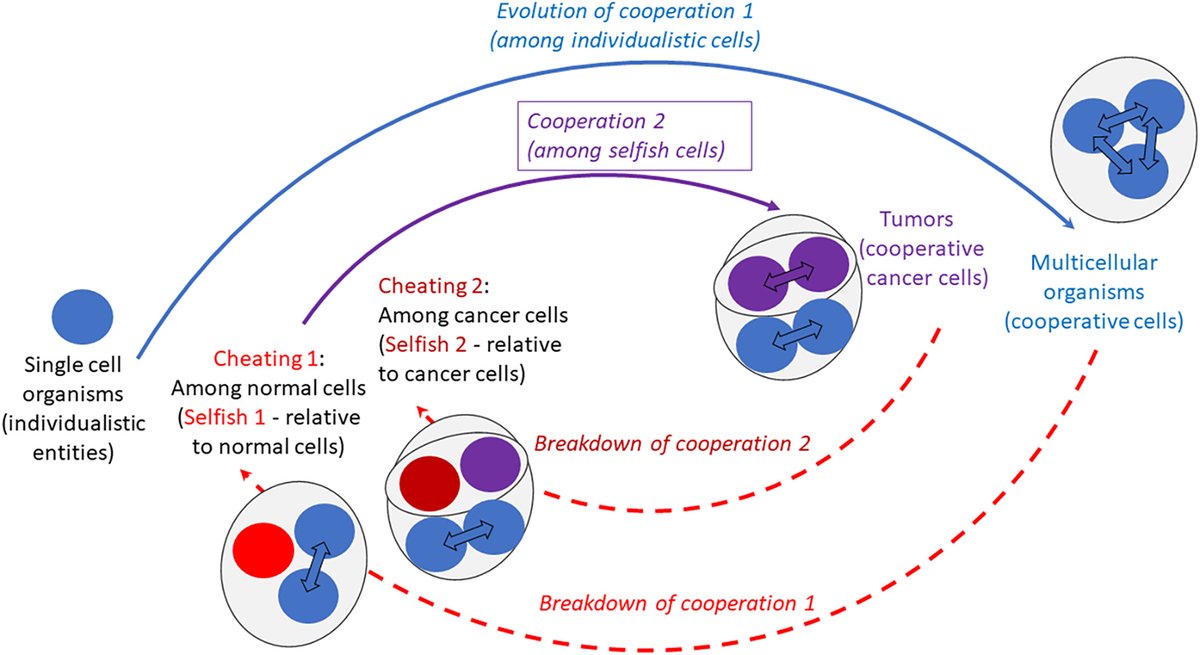 The Wild Genes Group (@wildgenesgroup) on Twitter photo 👉New paper alert: The paradox of cooperation among selfish #cancer cells. Pub via <a href="/EvolAppJournal/">Evolutionary Applications</a>.
wildgenesgroup.com/2023/08/15/the… 👉New paper alert: The paradox of cooperation among selfish #cancer cells. Pub via <a href="/EvolAppJournal/">Evolutionary Applications</a>.
wildgenesgroup.com/2023/08/15/the…