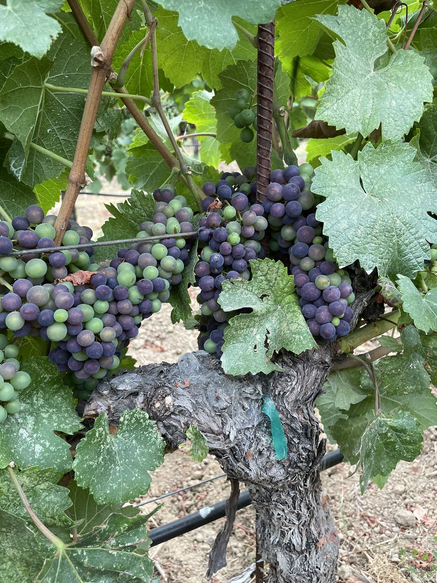 Véraison is happening fast with the current warming up. Expecting to pick our first Estate Pinot noir for sparkling towards 8-28 then slowly ramping up! Yield looks good! #roedererestate #andersonvalley
