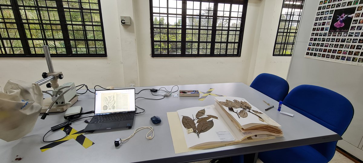 Visiting beautiful Rimba Ilmu gardens and herbarium at <a href="/uni_malaya/">University of Malaya</a> : collection work for the new #FloraMalesiana and #FloraPeninsularMalaysia #Fagaceae treatments. Many thanks to Dr Yong Kien-Thai and garden staff for their kind welcome and support.🌰🌳💚  rimba.um.edu.my/herbarium.php