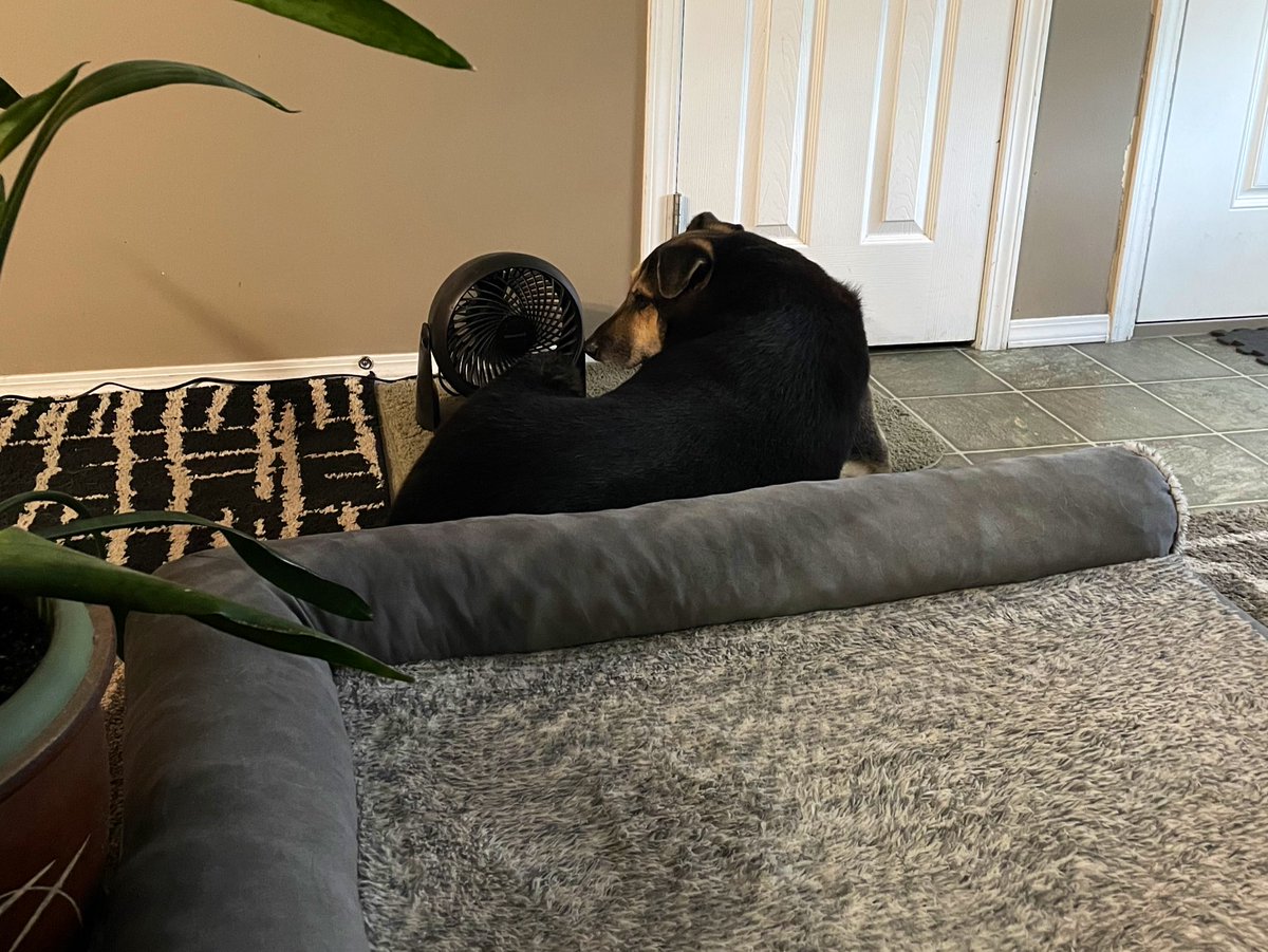 MaggieMayRose1's tweet image. Hoom byed dis vewy nice fan for da hot weffers we is having!
.
Fanks hoom! What is yous gonna use? 😏😂❤️🐾
.
#notsharing #getyourown #toohot #dogs #dogsoftwitter #BCHeatwave 
.