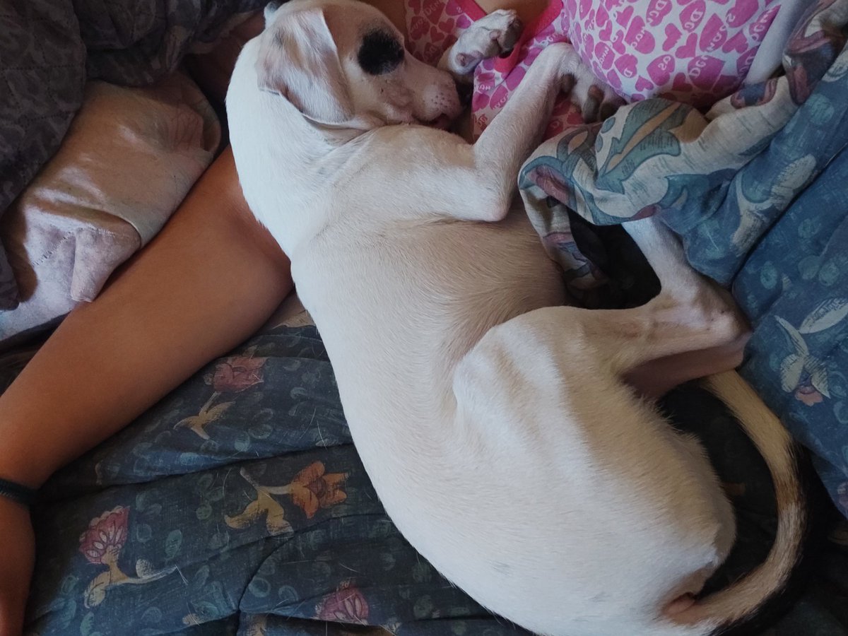 SandritaNicole's tweet photo. Mi Pancito no aguantó el sueño #GranHermanoCHV https://t.co/kBTL5KmSkO