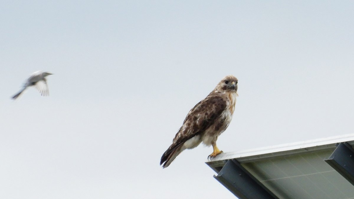 kaitopappa's tweet photo. #北海道の野鳥（11）#ノスリ（自宅：2023.8.14）体が小さかったので、トビの幼鳥かと思った。写真を、あとでトリミングしてみたら #ノスリ だった。ハクセキレイが飛んできて睨めっこ。#ノスリ は、満腹だったのか襲いかかる気配なし。今年のお盆休みは、毎日のように猛禽類に会えて、いいね。 https://t.co/DpWntYVkTG