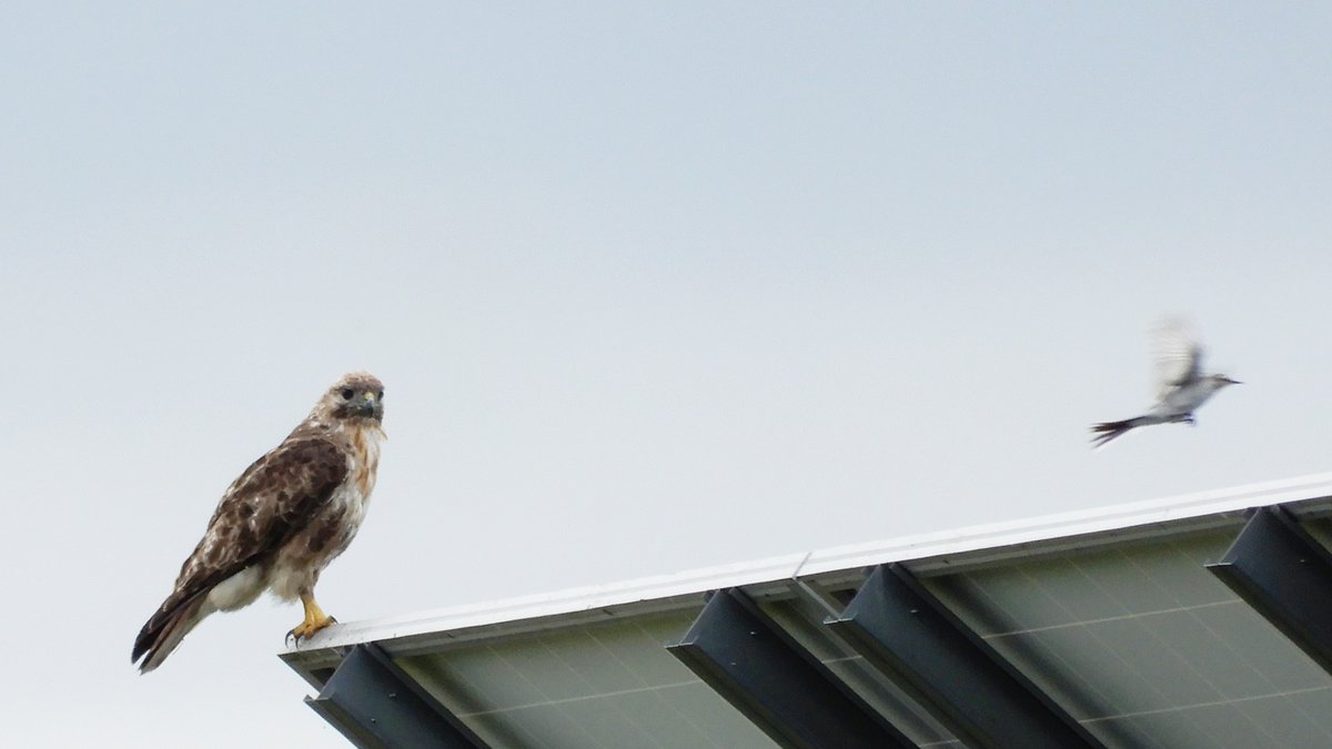 kaitopappa's tweet photo. #北海道の野鳥（11）#ノスリ（自宅：2023.8.14）体が小さかったので、トビの幼鳥かと思った。写真を、あとでトリミングしてみたら #ノスリ だった。ハクセキレイが飛んできて睨めっこ。#ノスリ は、満腹だったのか襲いかかる気配なし。今年のお盆休みは、毎日のように猛禽類に会えて、いいね。 https://t.co/DpWntYVkTG