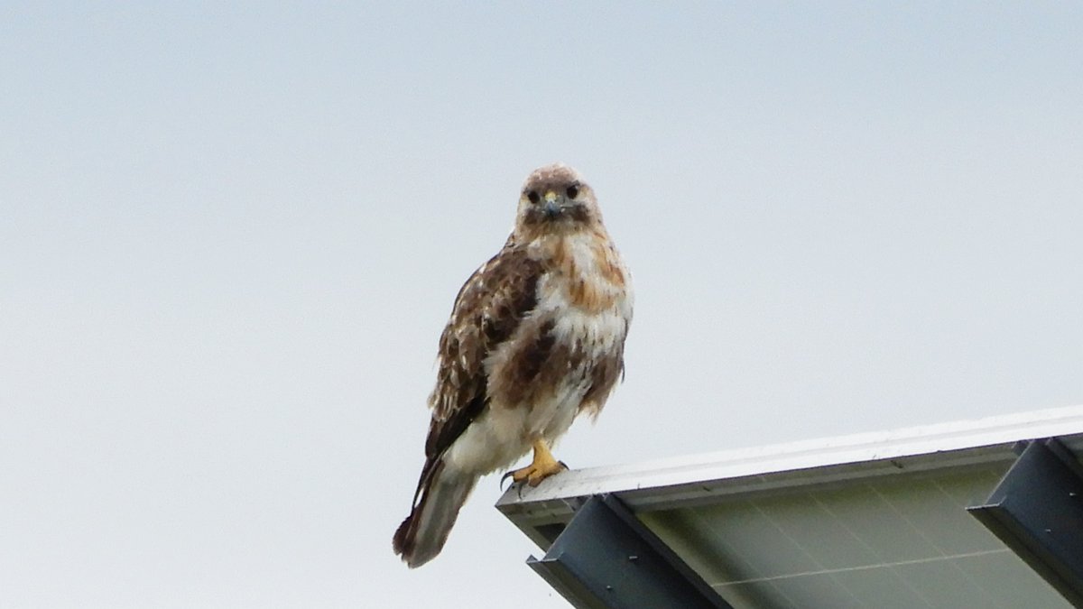 kaitopappa's tweet photo. #北海道の野鳥（11）#ノスリ（自宅：2023.8.14）体が小さかったので、トビの幼鳥かと思った。写真を、あとでトリミングしてみたら #ノスリ だった。ハクセキレイが飛んできて睨めっこ。#ノスリ は、満腹だったのか襲いかかる気配なし。今年のお盆休みは、毎日のように猛禽類に会えて、いいね。 https://t.co/DpWntYVkTG